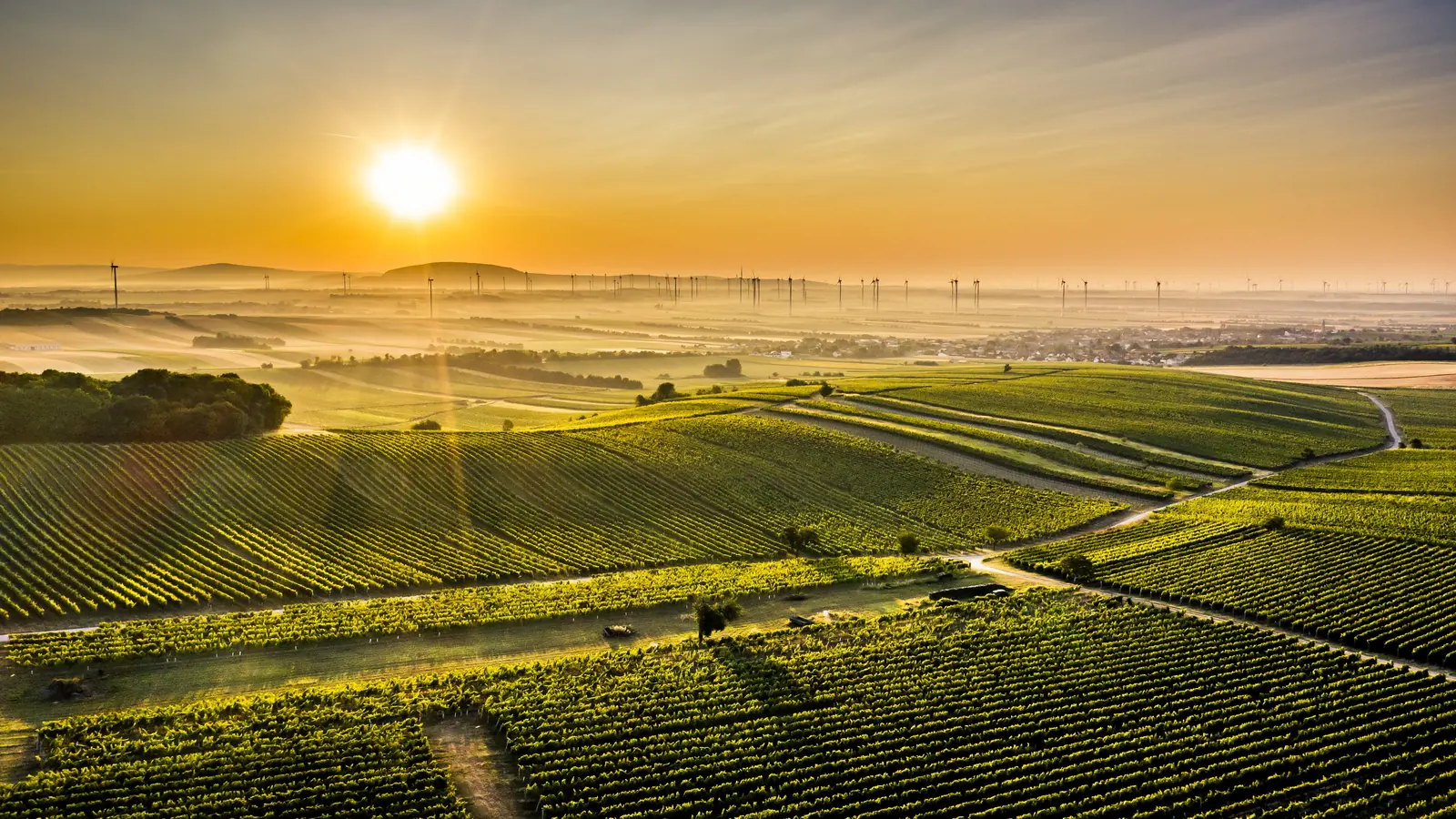 Carnuntum Weinpakete & Quiz